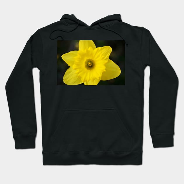 Daffodil (Color) Hoodie by LaurenGalanty